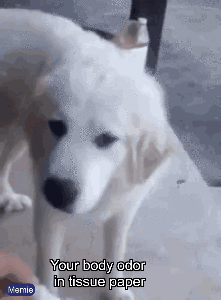 A tissue with your body odor