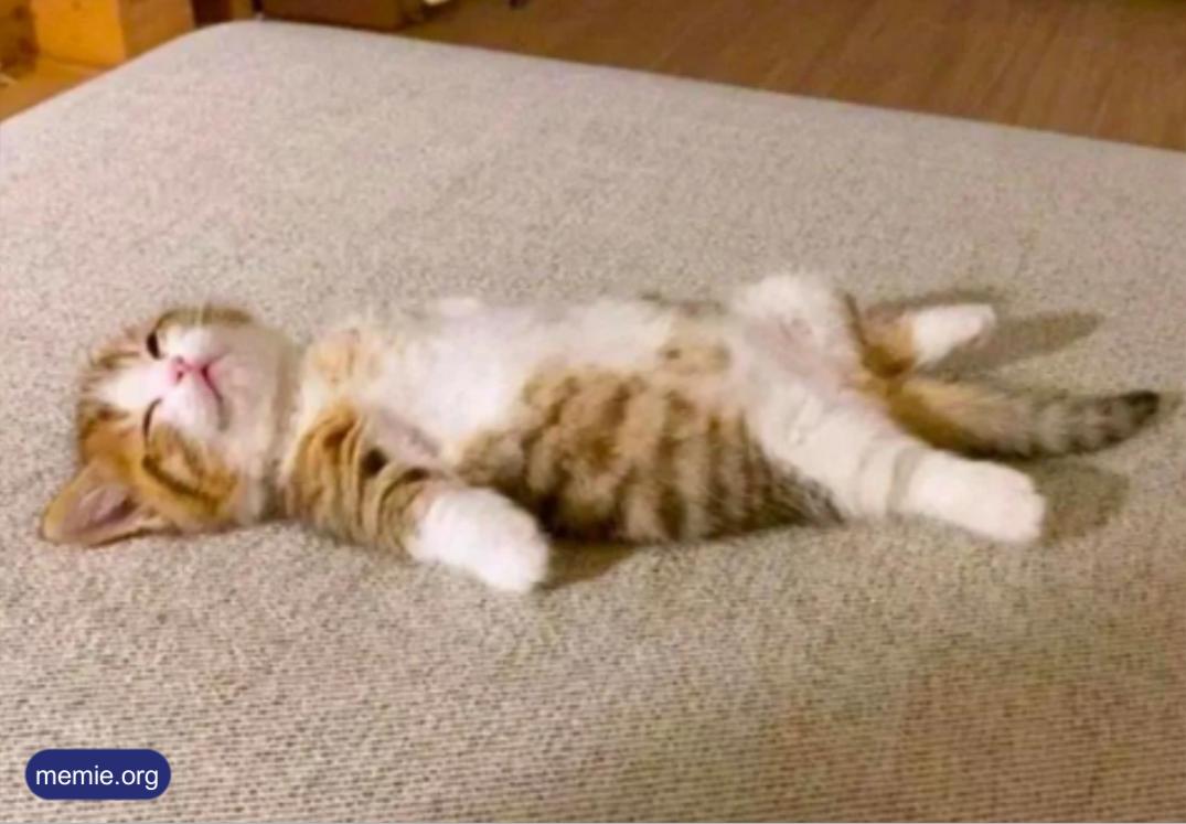 躺平貓
